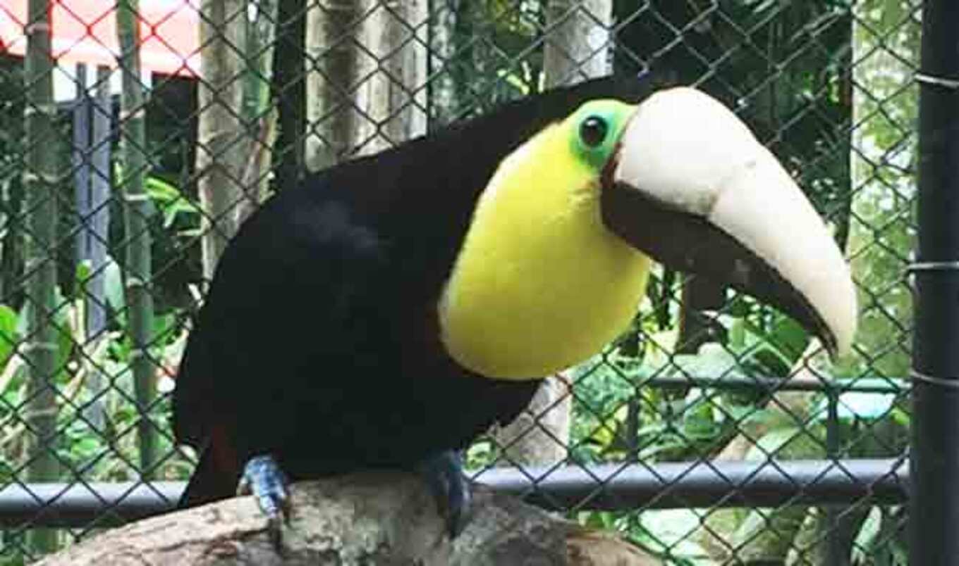 Toucan Given 3D-Printed Beak, Sparks Anti-Cruelty Crusade