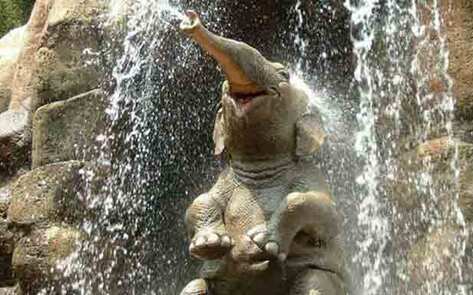 CA Governor Signs Bill Banning Bullhooks