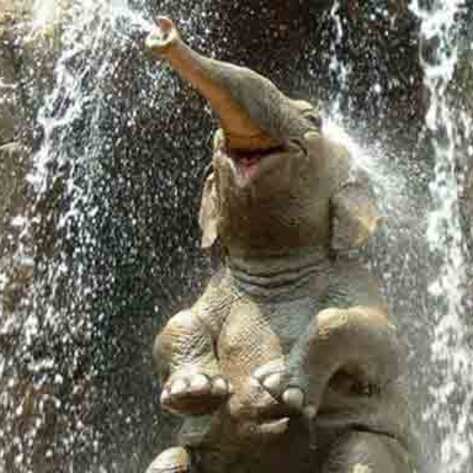 CA Governor Signs Bill Banning Bullhooks