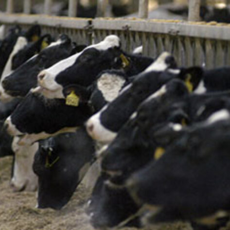 NPR Reports on History of US Meat Consumption