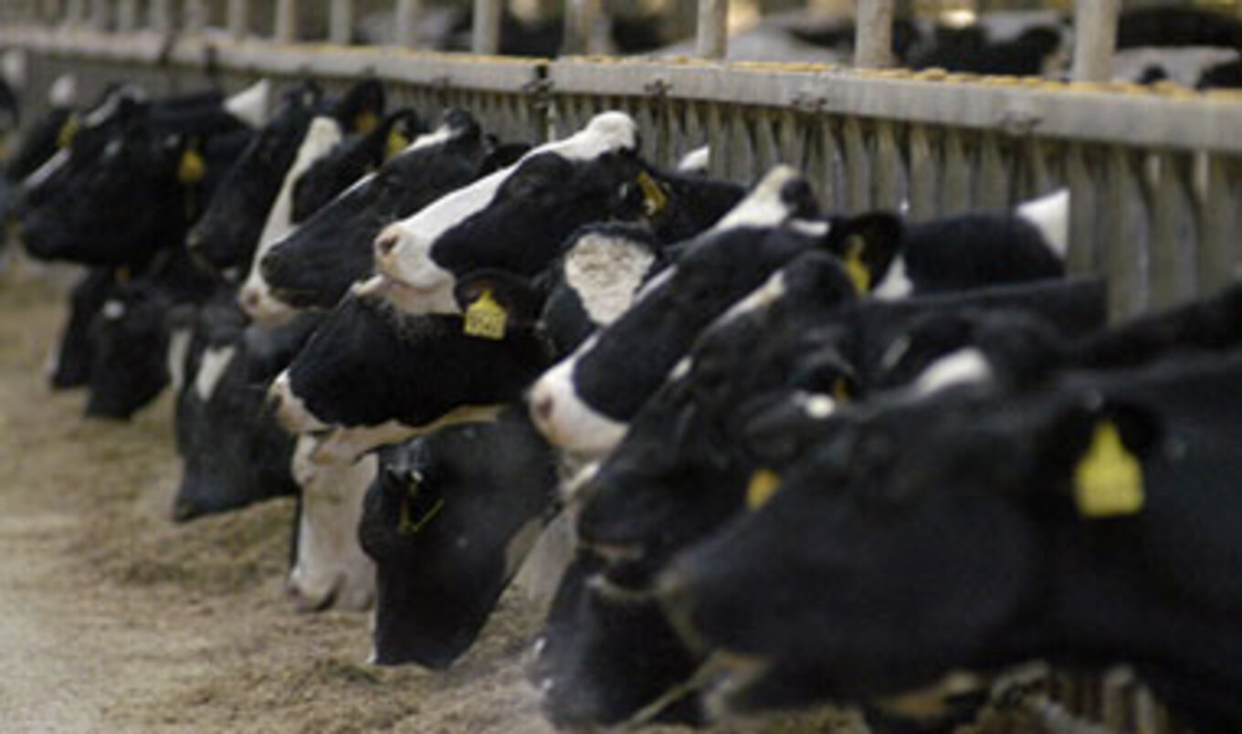 Meat Production Increases
