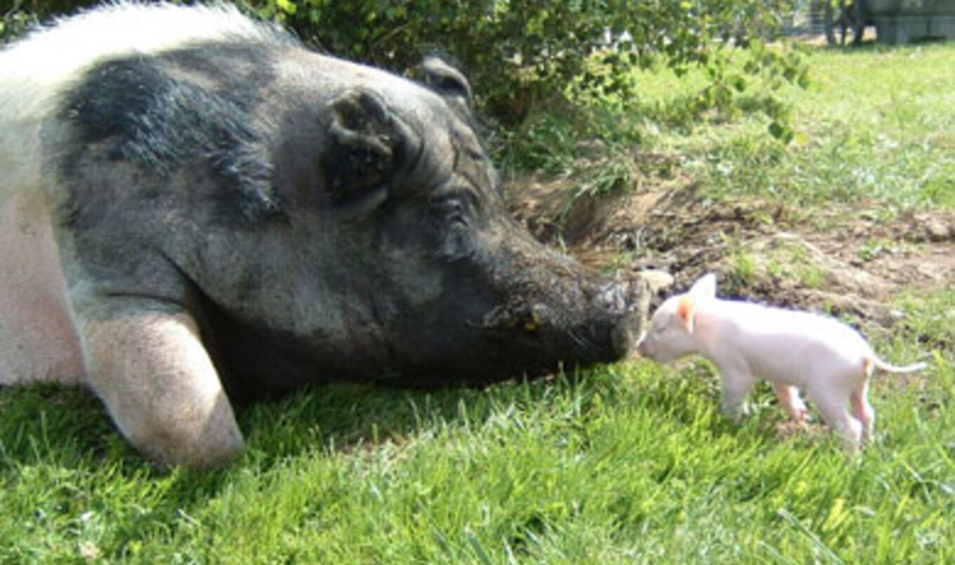 Meet More of the Animals of Pigs Peace Sanctuary