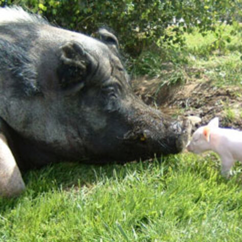 Meet More of the Animals of Pigs Peace Sanctuary