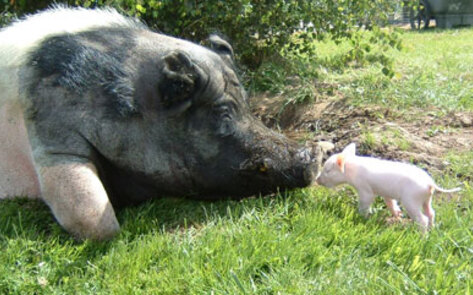 Meet More of the Animals of Pigs Peace Sanctuary