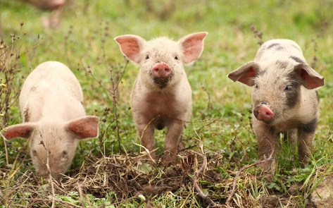 PA's Largest Street Fair Cancels Pig & Rooster Chase