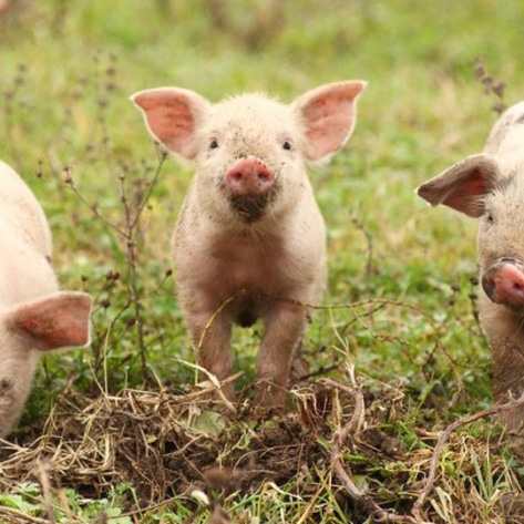 PA's Largest Street Fair Cancels Pig & Rooster Chase