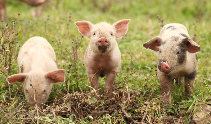VegNews.Piglets