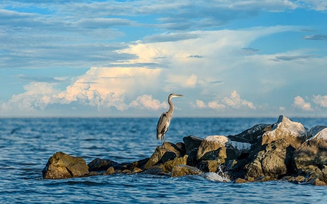 Factory Farming Destroying Chesapeake Bay