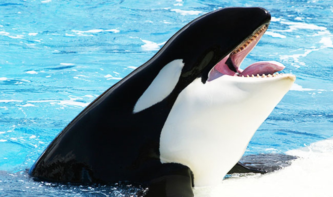 SeaWorld to Hold Last Orca Show on Sunday