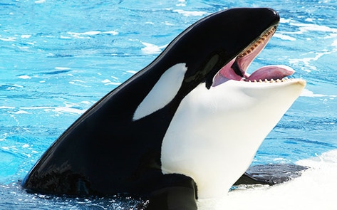 SeaWorld Stock Hits New  Low
