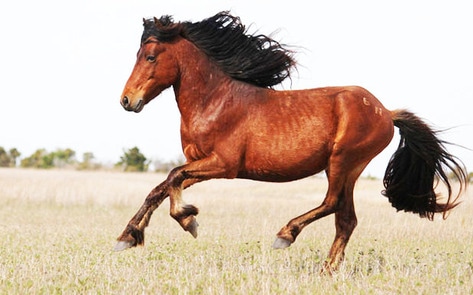 US Government Orders Killing of 45,000 Wild Horses