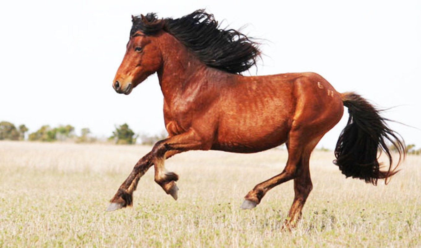 US Government Orders Killing of 45,000 Wild Horses