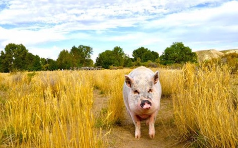 VegNewsZiggytheTravelingPiggy