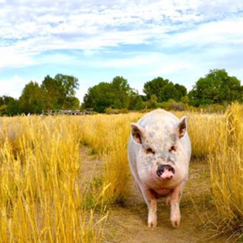 Ziggy the Traveling Pig Inspires New Animal Sanctuary