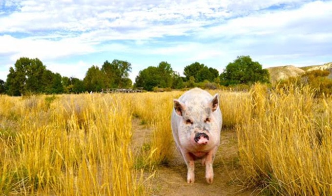 VegNewsZiggytheTravelingPiggy