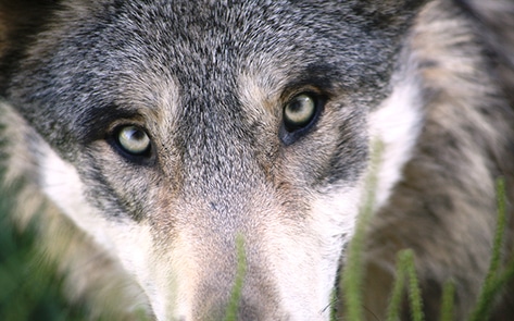 People Care More About Animals Than They Did in the 70s