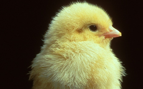 New Technology to Stop Male Chick Culling Set to Launch