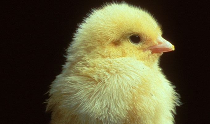 VegNewsBabyChick