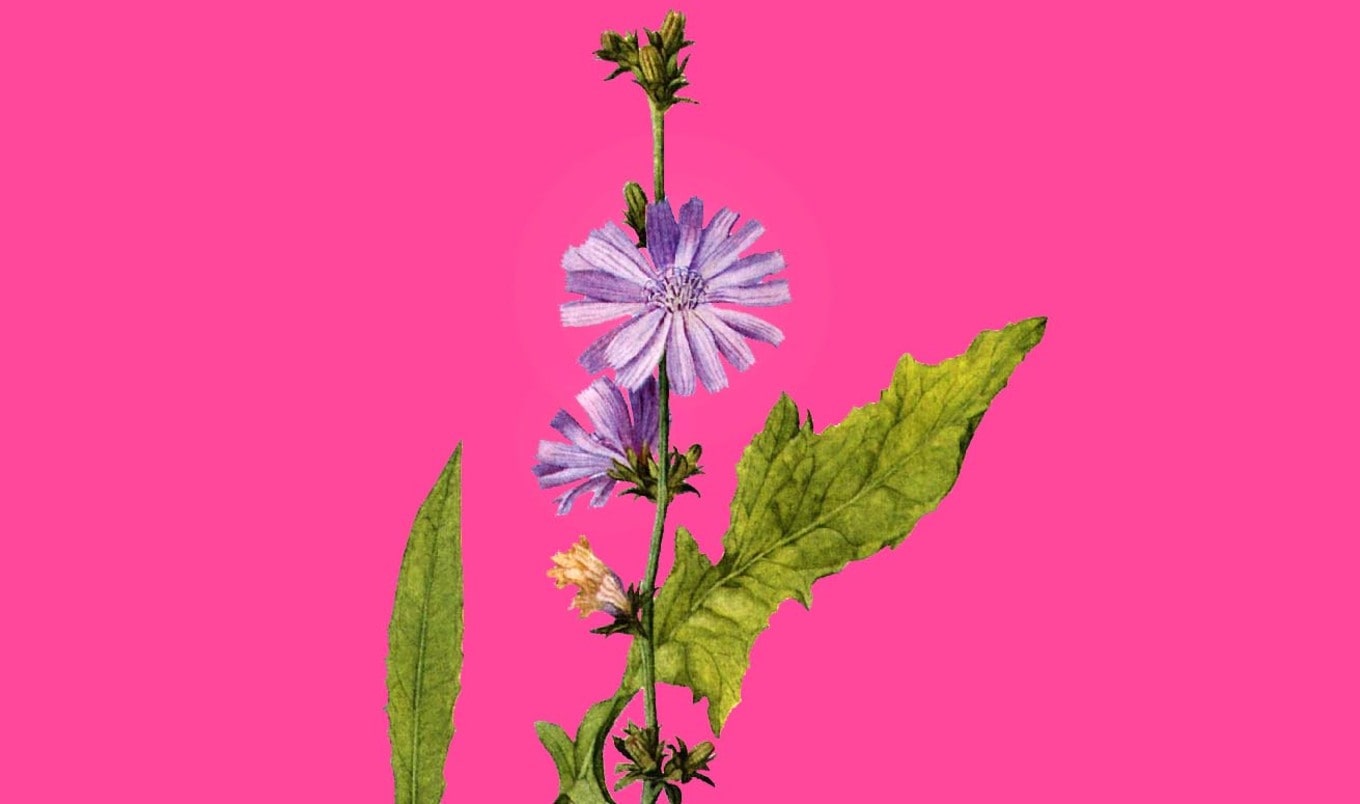 New Study Shows Chicory Root Lowers Risk of Diabetes
