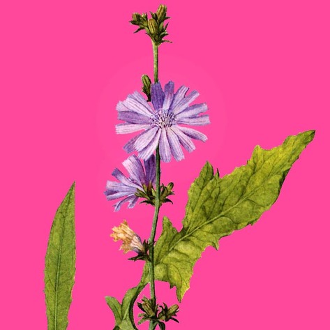 VegNews.Chicory2