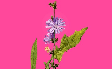 New Study Shows Chicory Root Lowers Risk of Diabetes