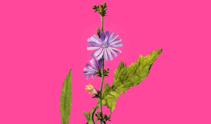 VegNews.Chicory2