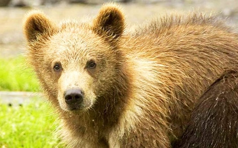 Dairy Farmer Charged with Killing Four Grizzly Bears