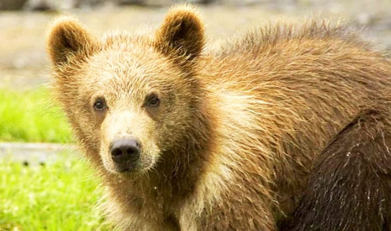 Dairy Farmer Charged with Killing Four Grizzly Bears
