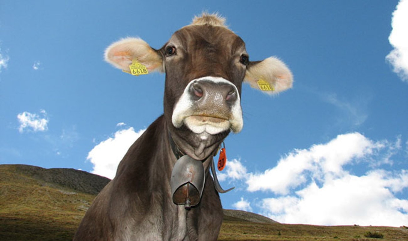 Dairy Farmers to Slash Emissions by 40 Percent