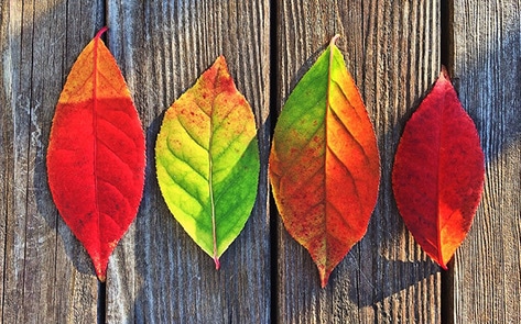 10 Vegan Reasons We're Dreaming of Fall