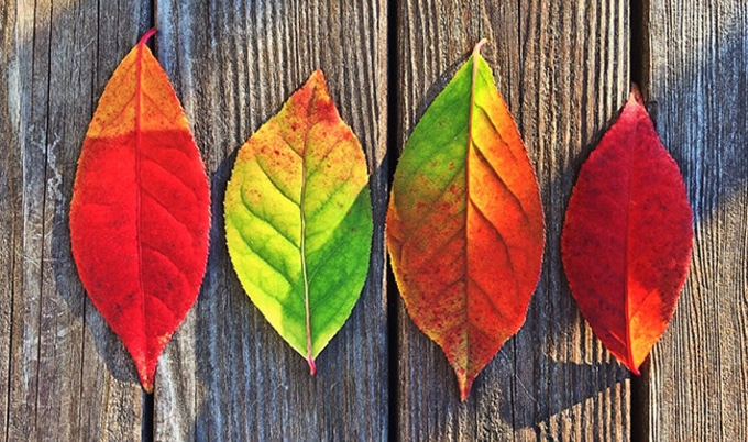 VegNewsFallLeaves