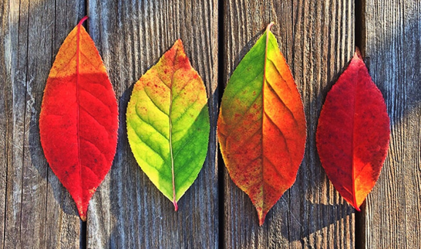 10 Vegan Reasons We're Dreaming of Fall