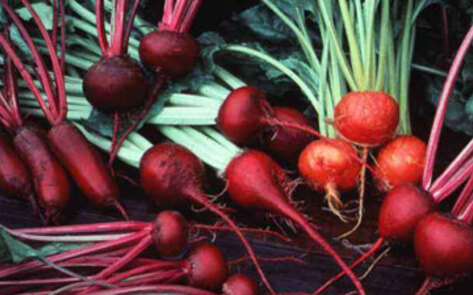 Beetroot Increases Stamina