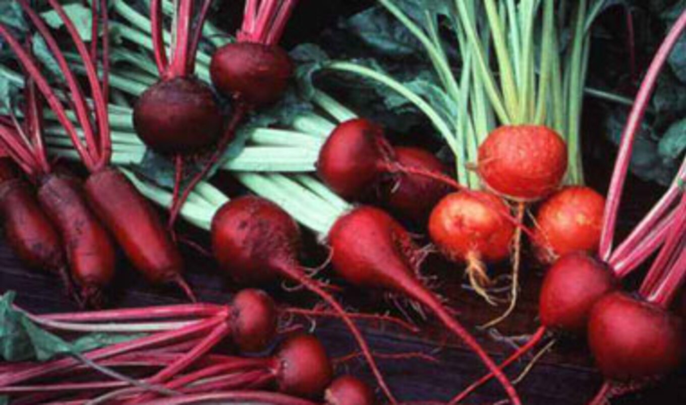 Beetroot Increases Stamina