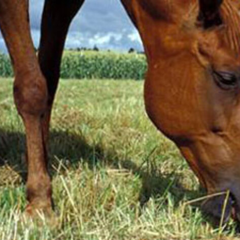 Horses Slaughtered in Florida