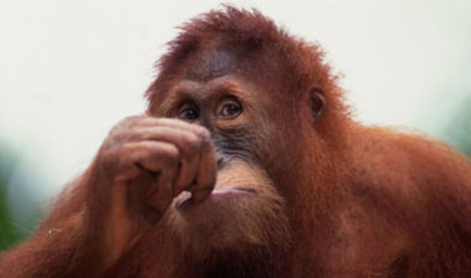 VND.orangutan