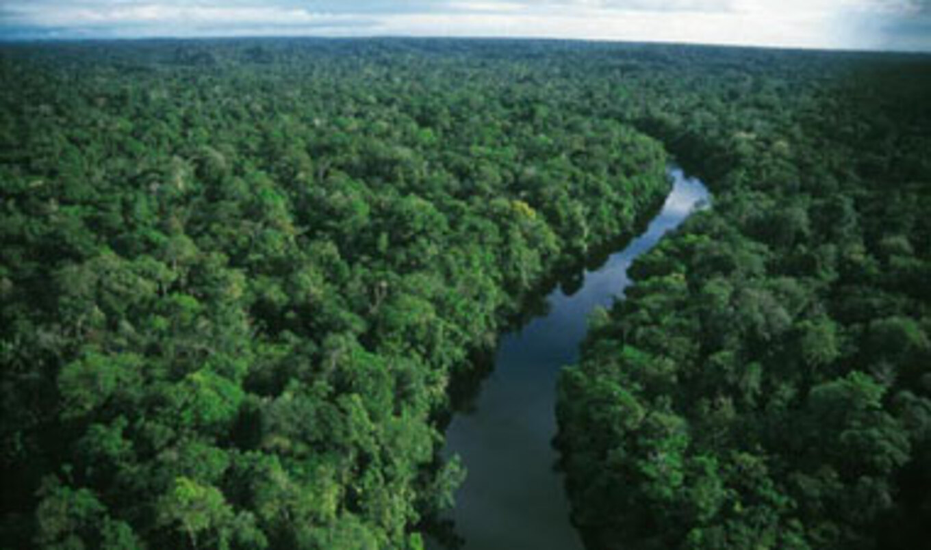 Suspended Cattle Buying
