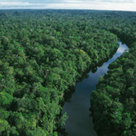 Leather Destroys the Rainforest