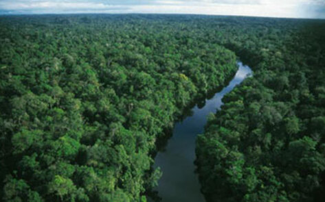 Leather Destroys the Rainforest