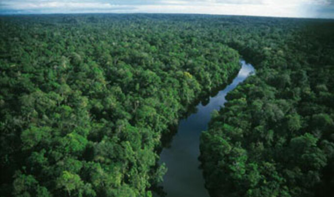 VND.rainforest