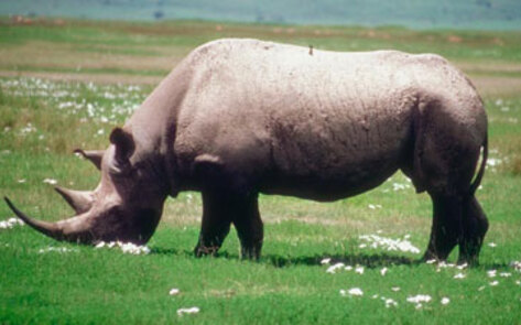 US Declares the White Rhino a Threatened Species