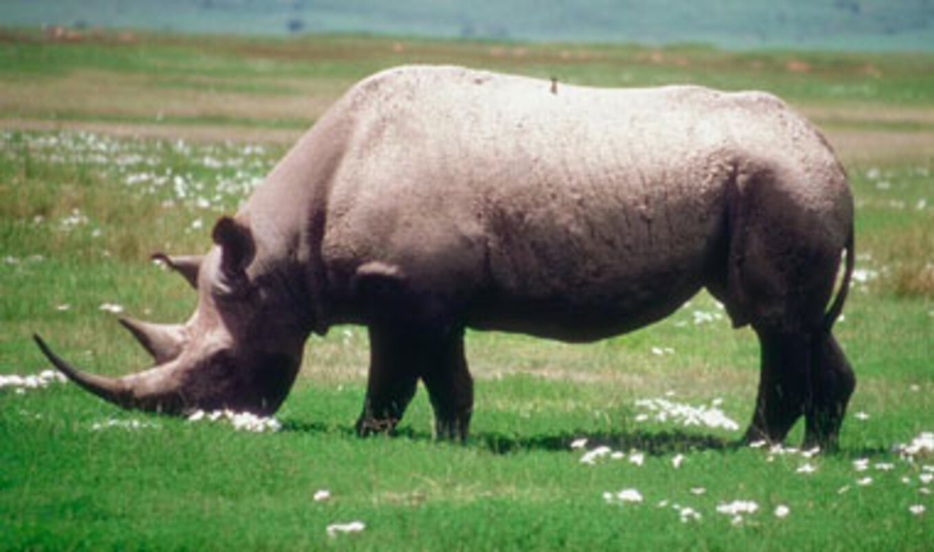 US Declares the White Rhino a Threatened Species