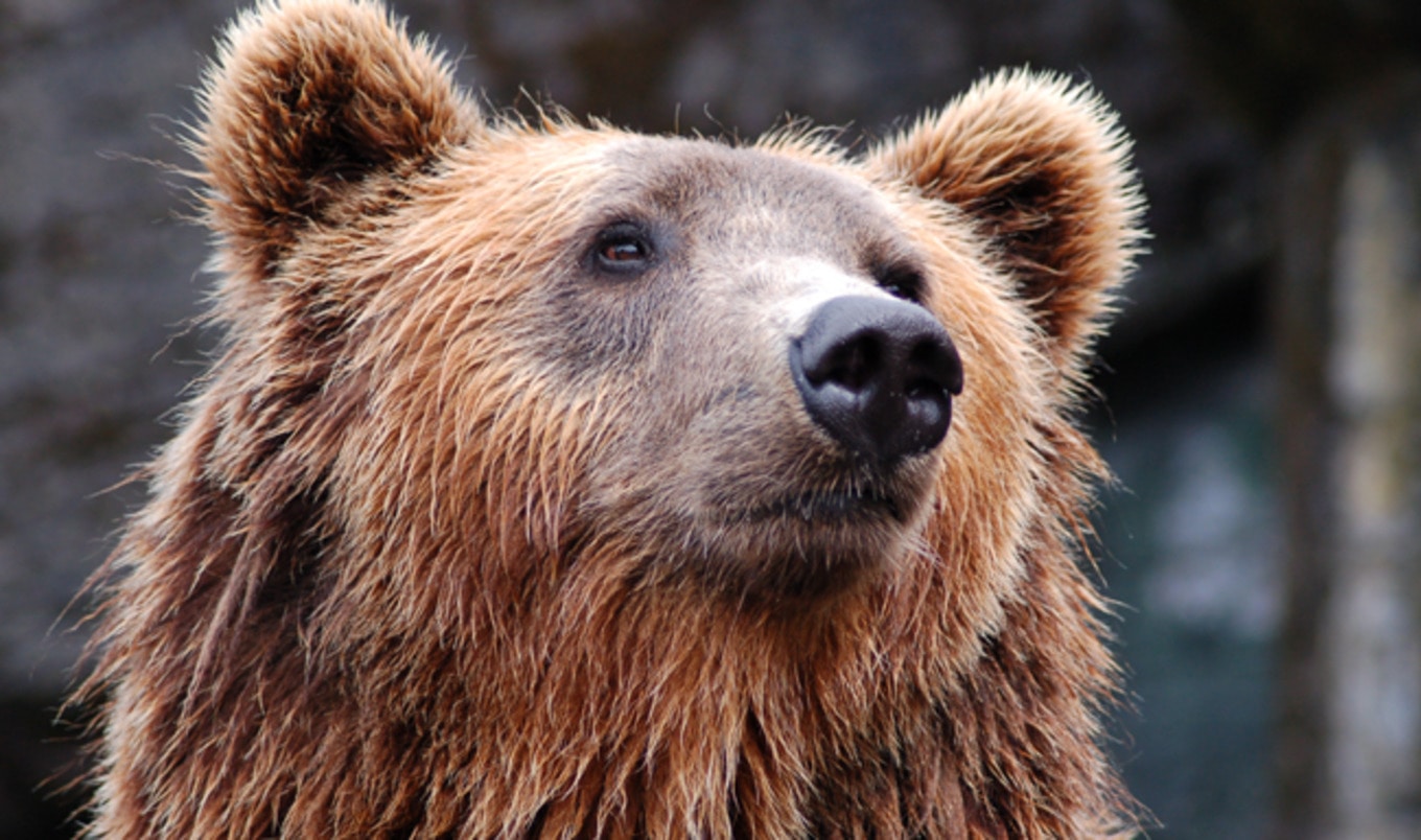 Vietnam to Shut Down Bear Bile Farms