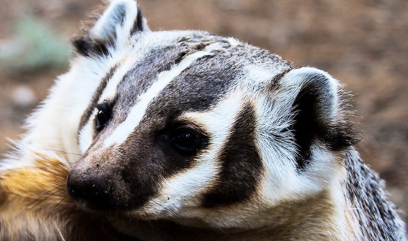 Badger Cull Fueled by Dairy Industry