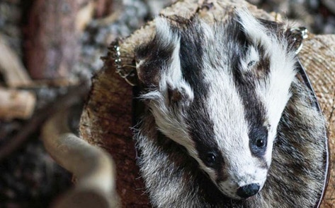 Vegan Taxidermist Uses Roadkill as Advocacy