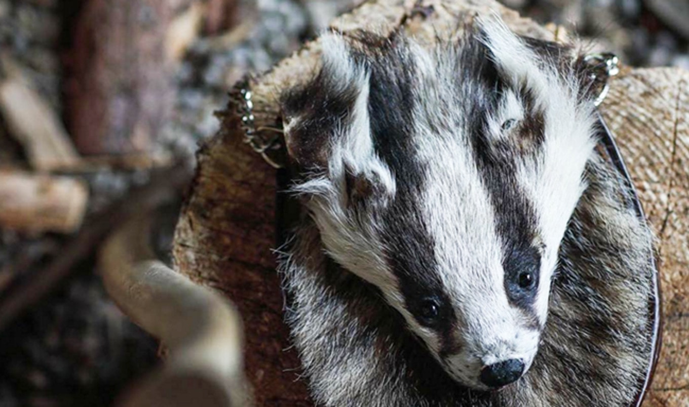 Vegan Taxidermist Uses Roadkill as Advocacy