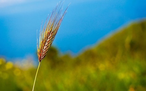 $7 Billion Government Bailout Issued to Help Animal Feed Industry