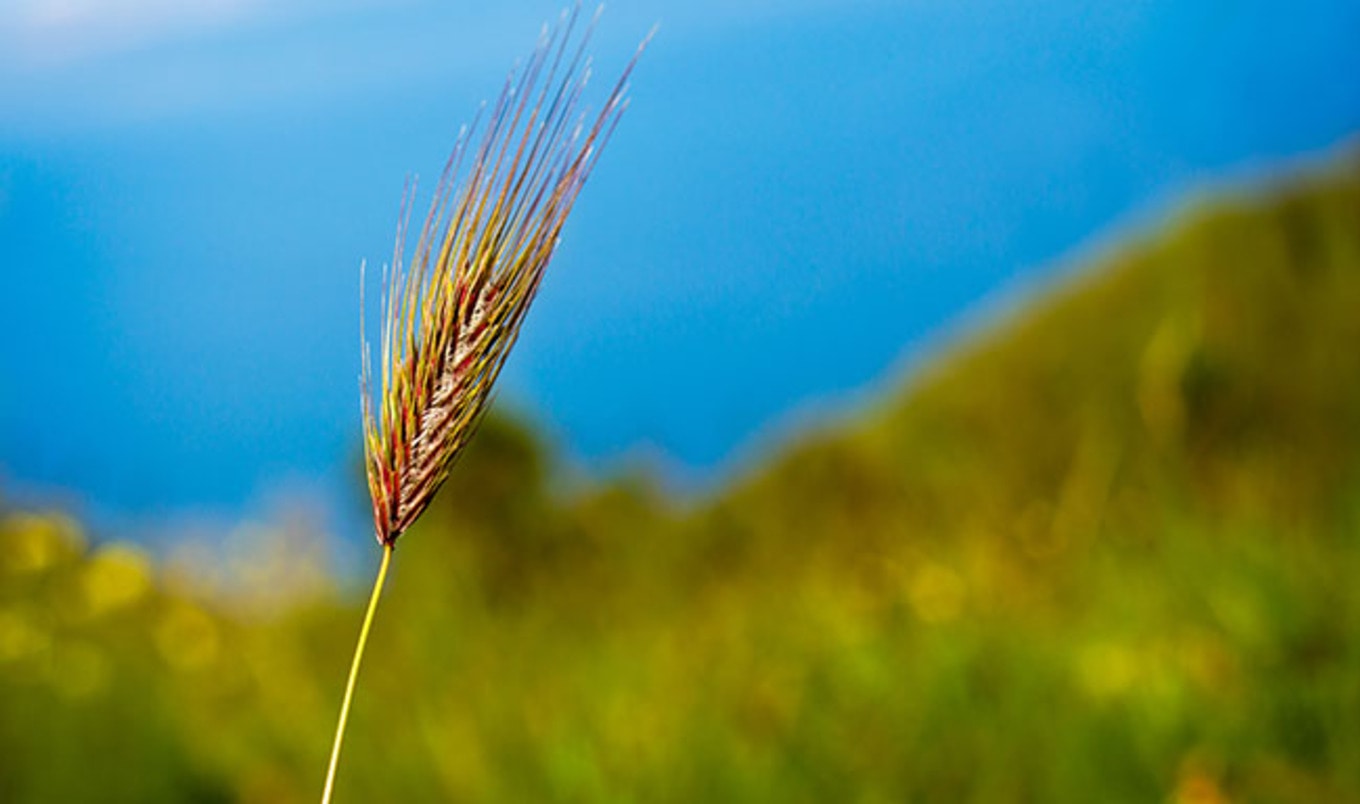 $7 Billion Government Bailout Issued to Help Animal Feed Industry