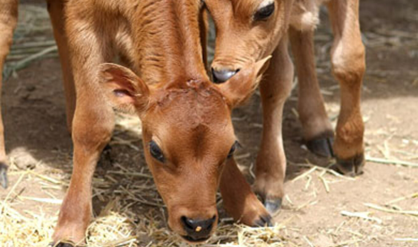 Meet the Animals of Animal Place Sanctuary