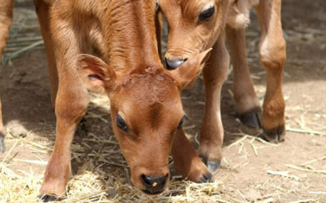 Meet the Animals of Animal Place Sanctuary